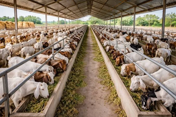 Starting a Goat Farm